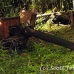 guns_japanese_nusalavu_h_0705_2365.jpg